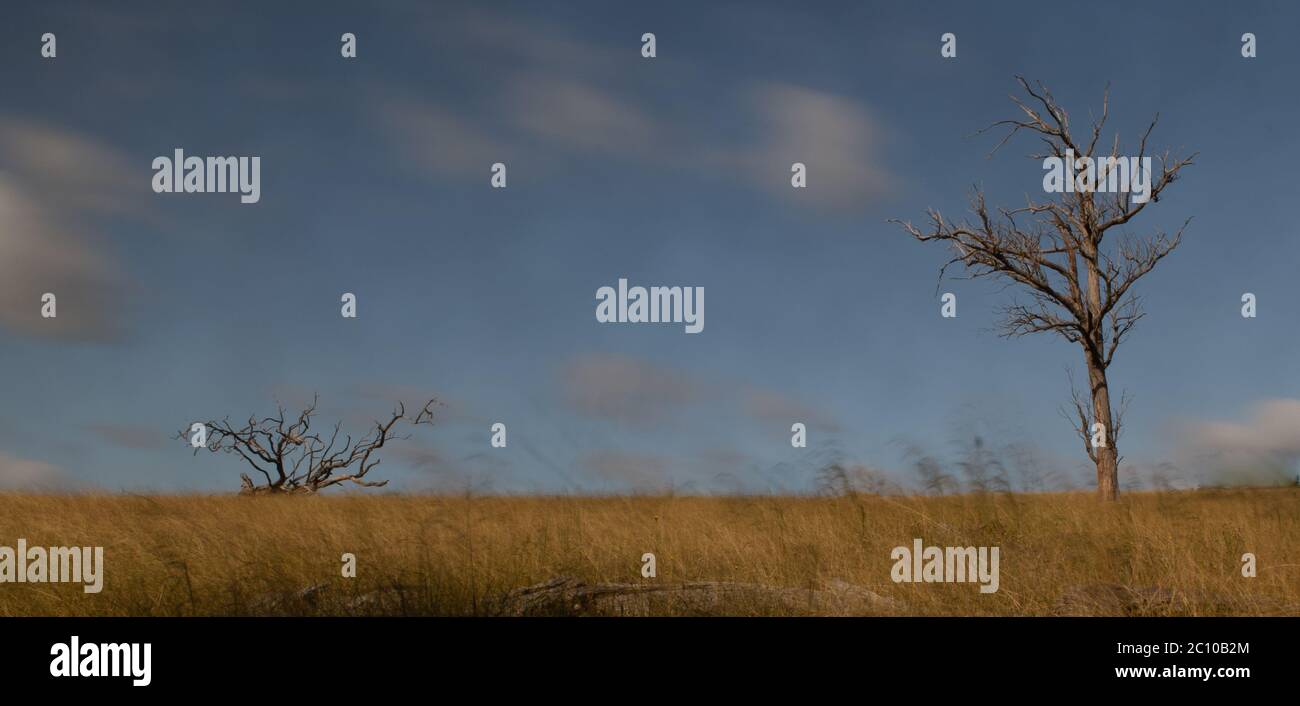 Dead tree in a grassy paddock on a windy day Stock Photo