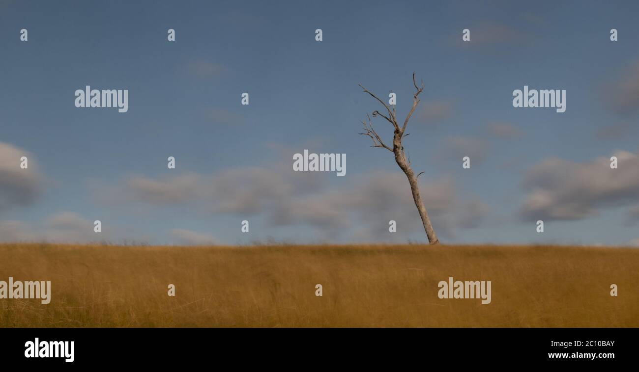 Dead tree in a grassy paddock on a windy day Stock Photo