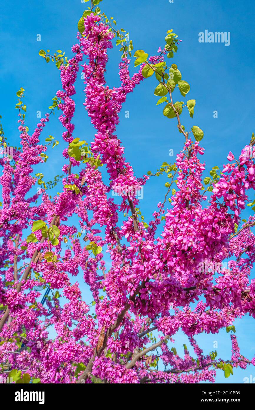 Pink flowers blossom of Eastern Redbud small decorative tree aka