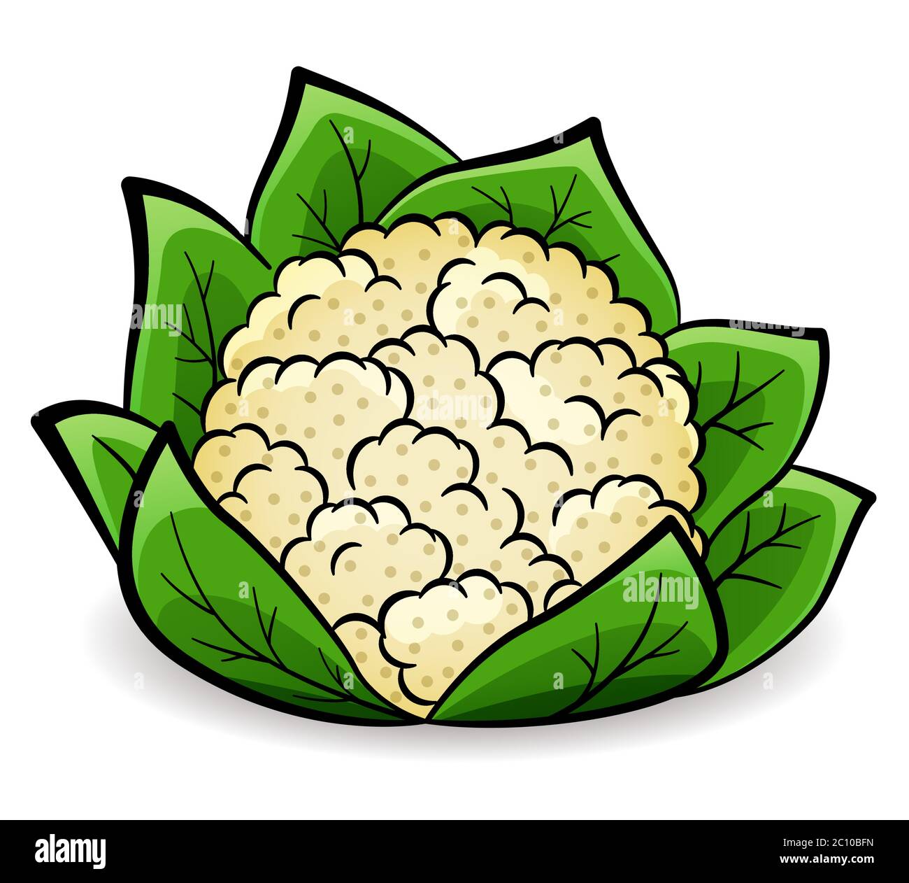 Vector illustration of cauliflower design drawing isolated Stock Vector