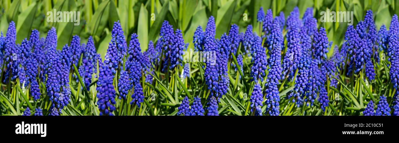 Hyacinths fields in the spring Stock Photo - Alamy