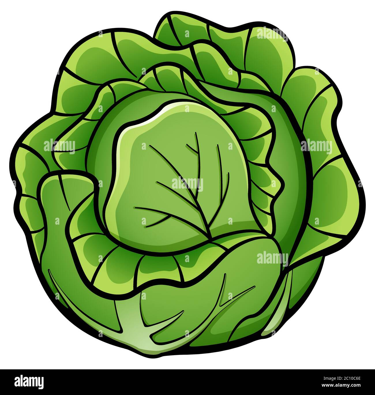 Cabbage drawing hires stock photography and images Alamy