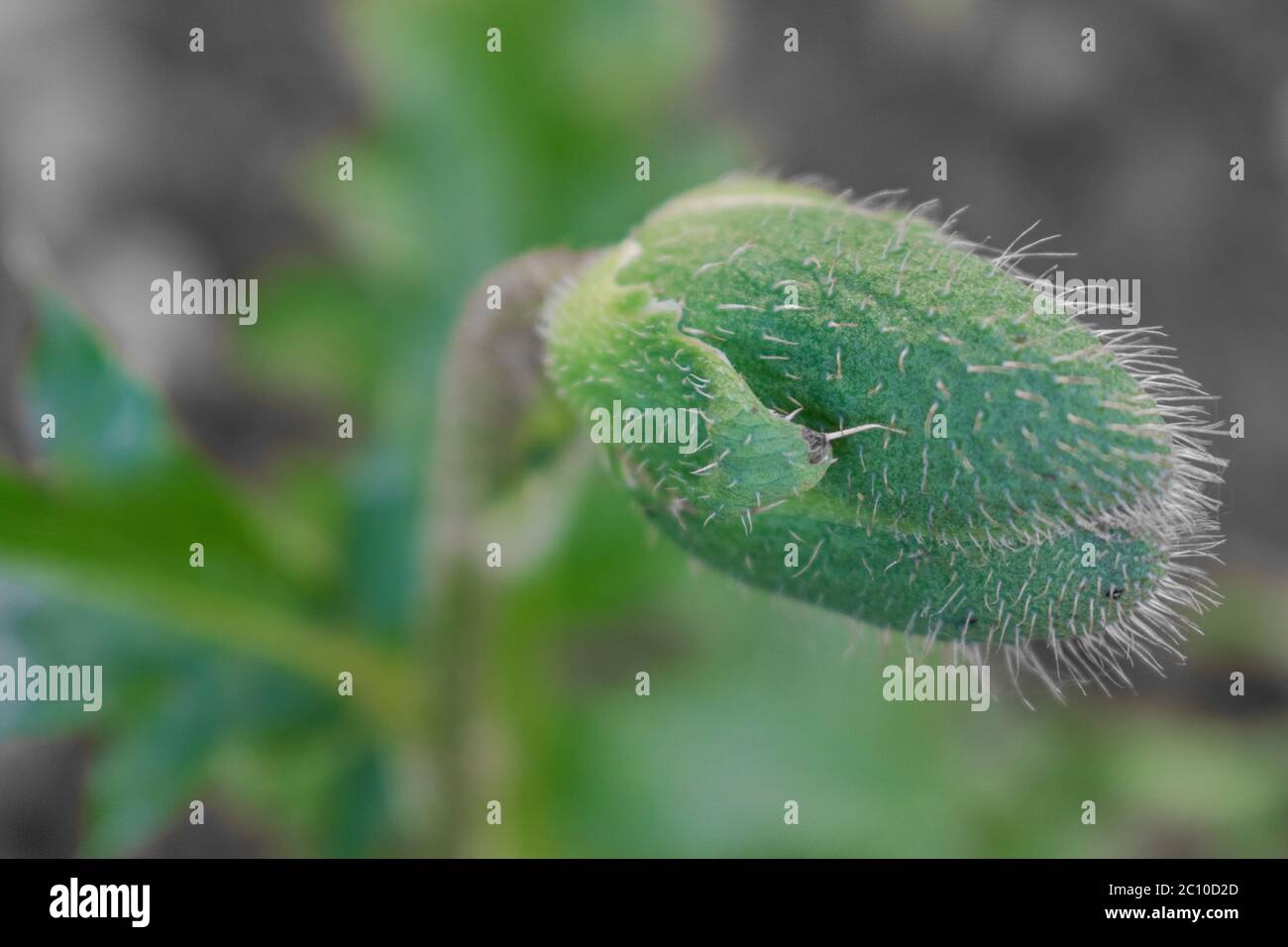 Close up of oriental poppy bud. Papaver orientale Stock Photo