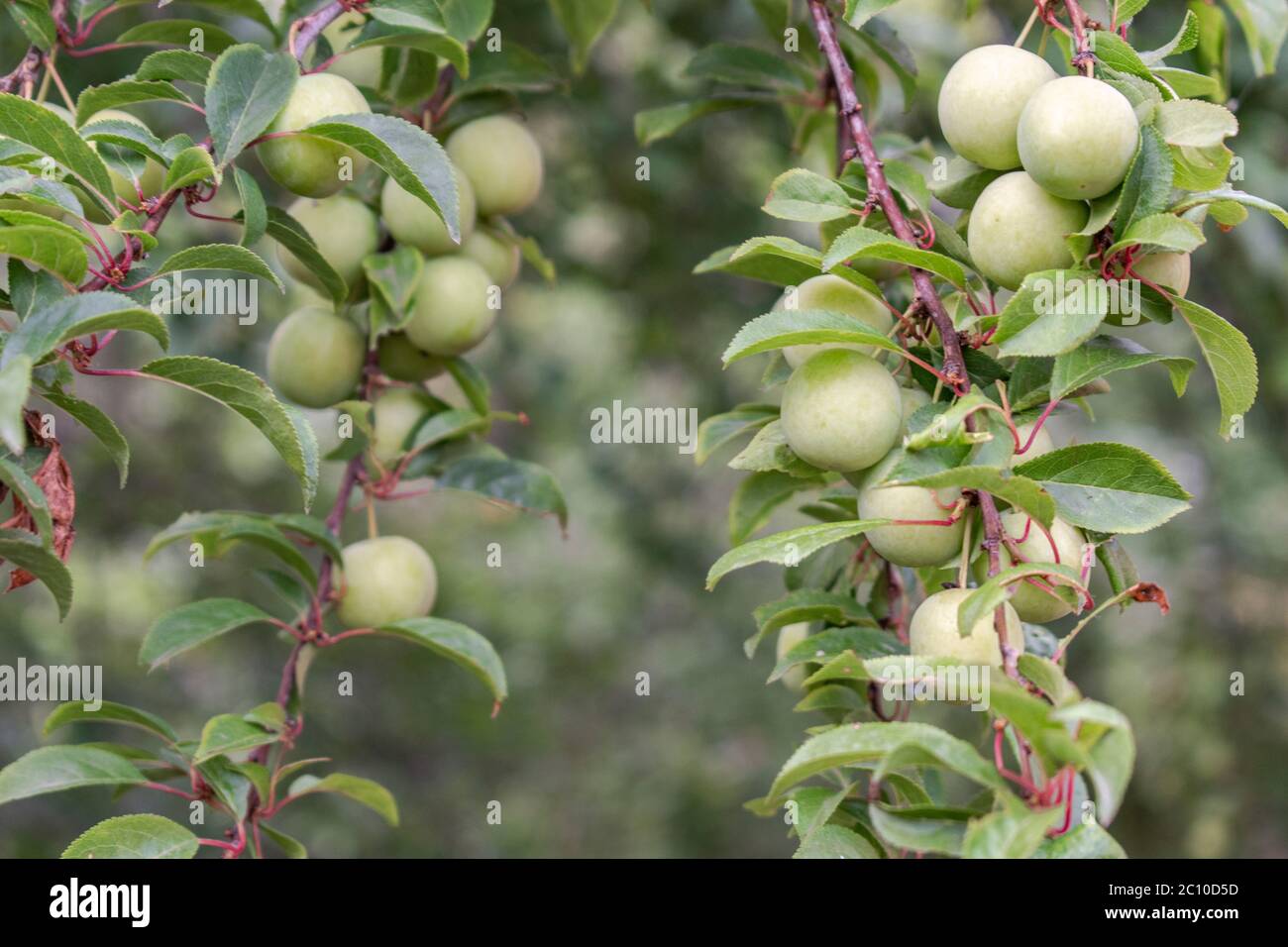 Green plums on tree, Prunus cerasifera, cherry-plums Stock Photo
