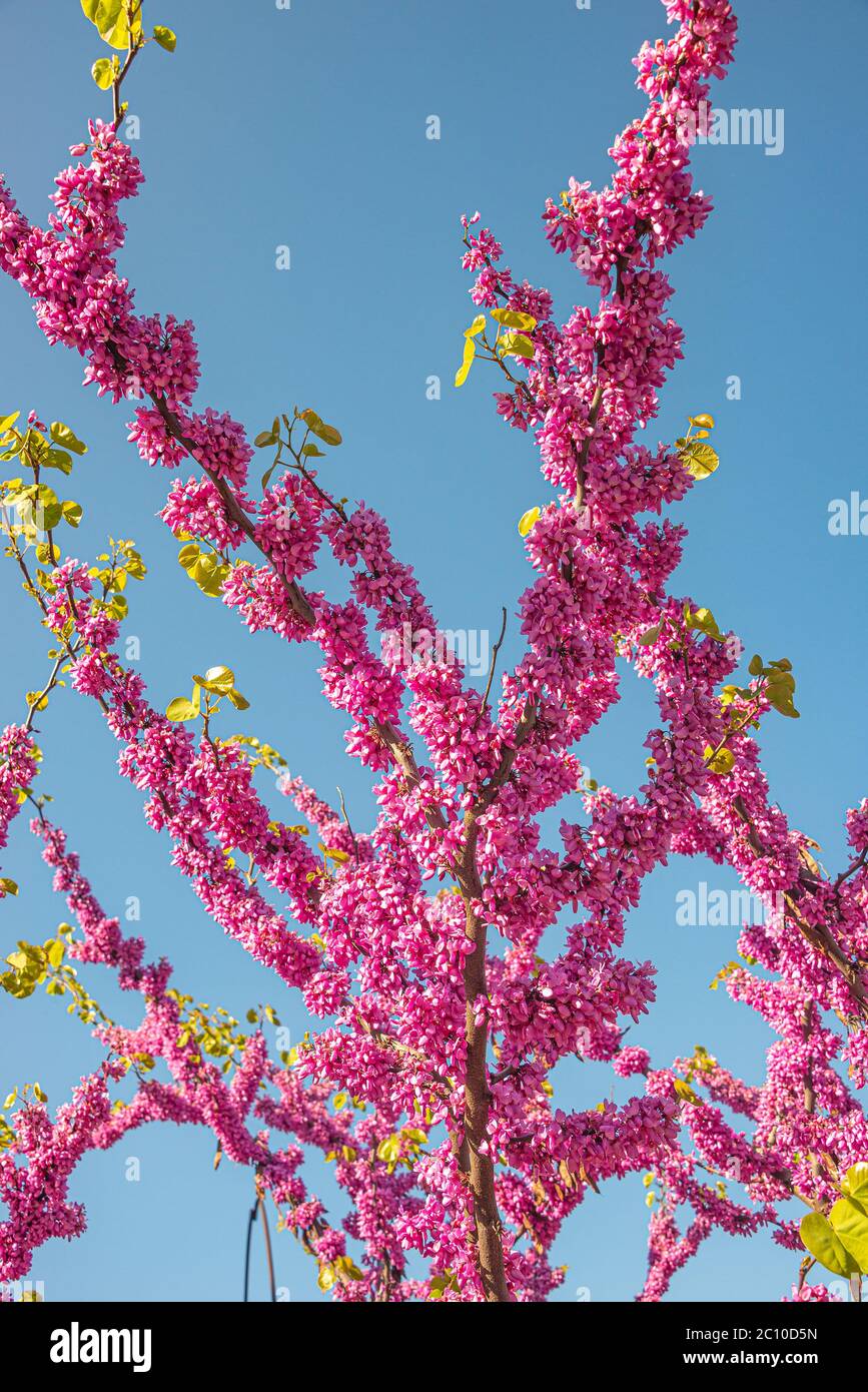 Pink flowers blossom of Eastern Redbud small decorative tree aka