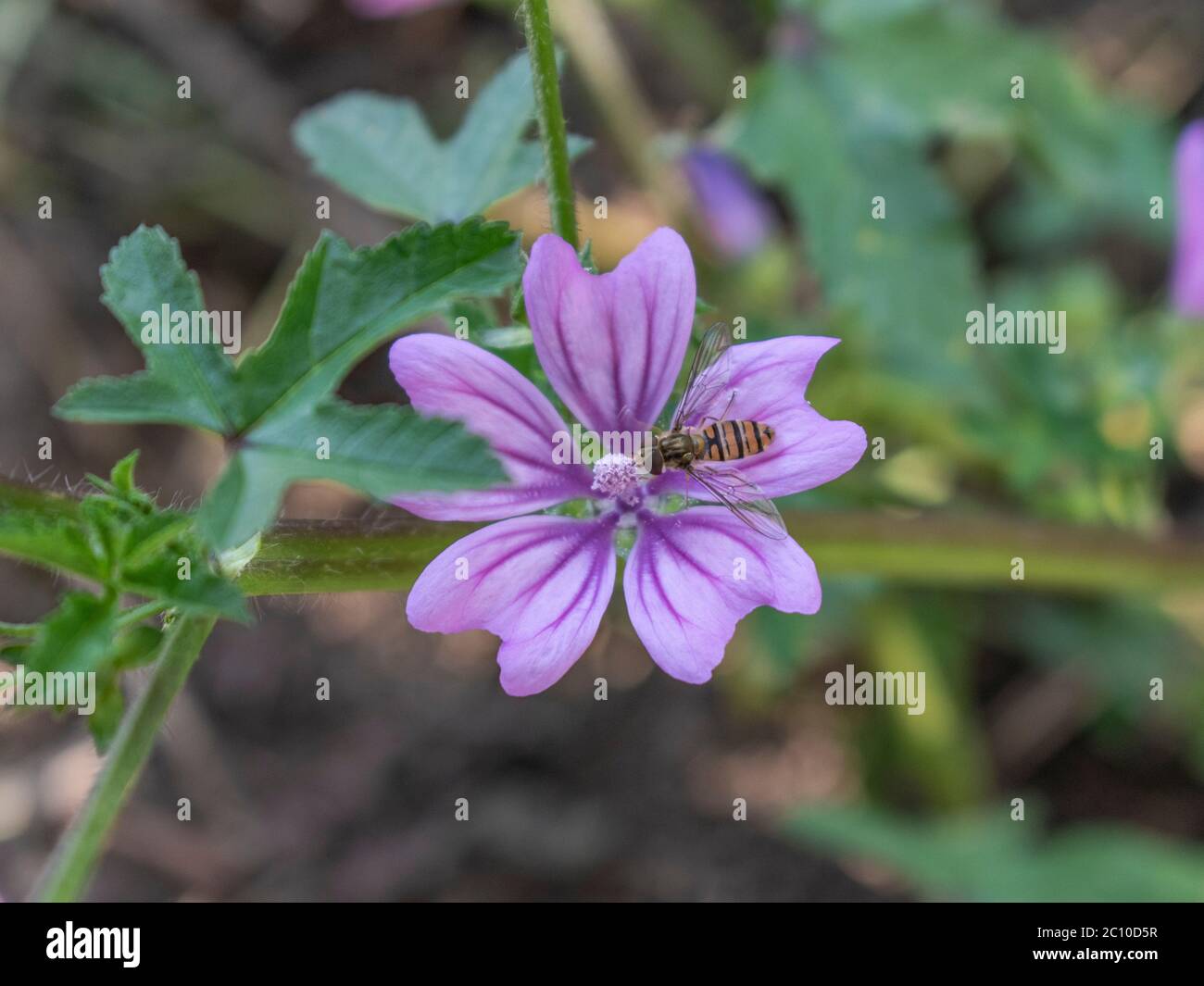 Close up of common mallow flower, Malva sylvestris Stock Photo