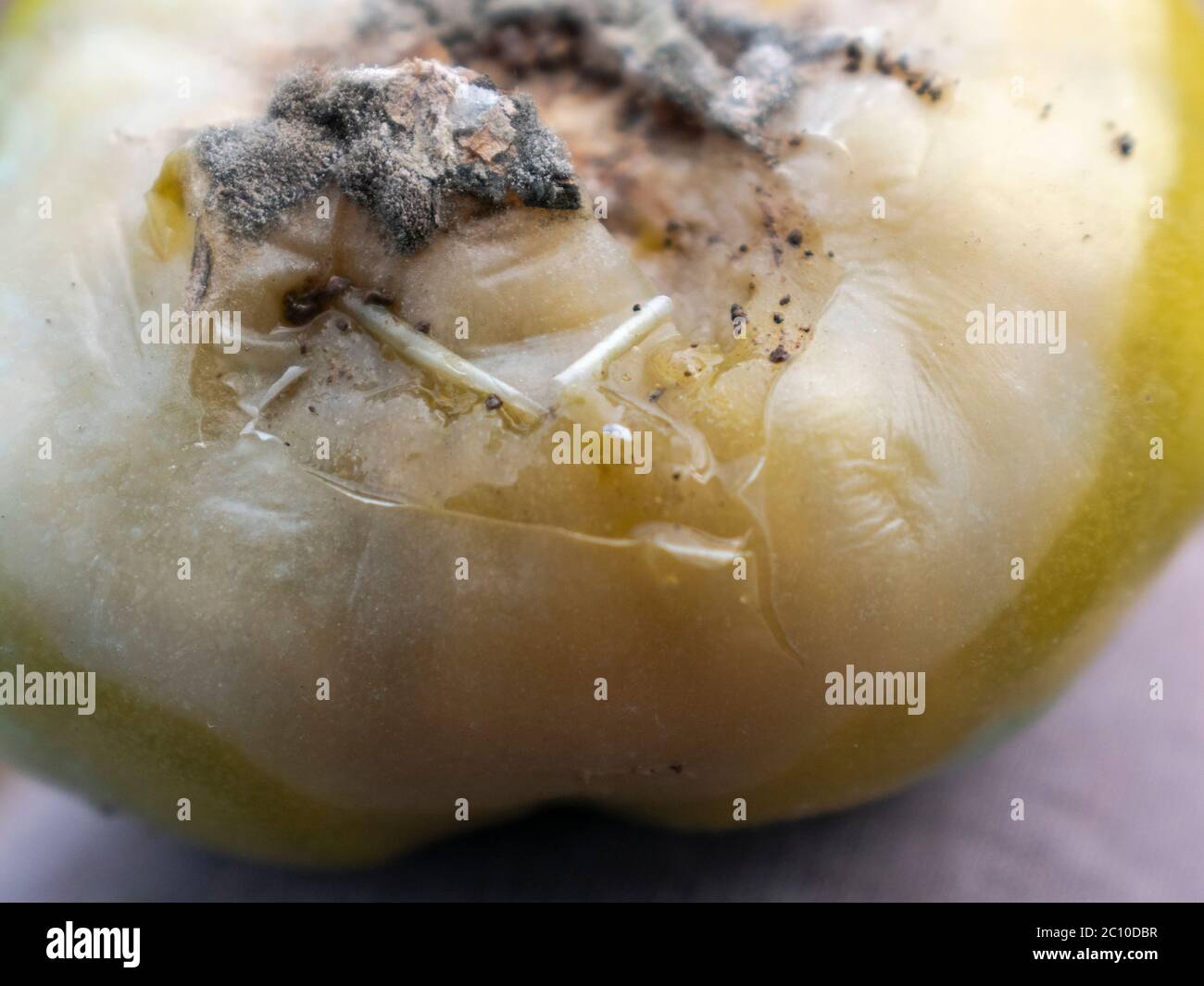 Botrytis gray mold on tomato fruit, close up, Stock Photo
