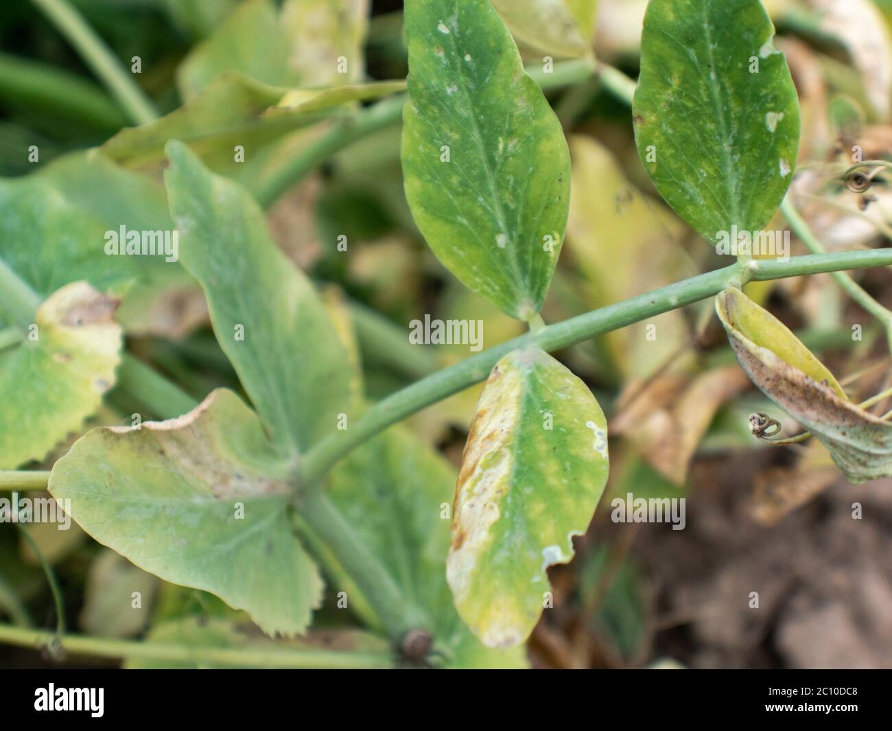 Powdery mildew of peas, fungal plant disease Erysiphe pisi Stock Photo