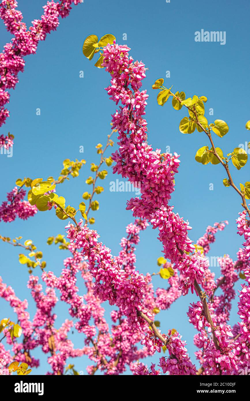 Pink flowers blossom of Eastern Redbud small decorative tree aka