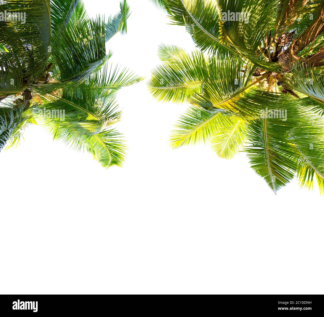 Two Coconut palm trees isolated on white background. Low Angle View. Stock Photo