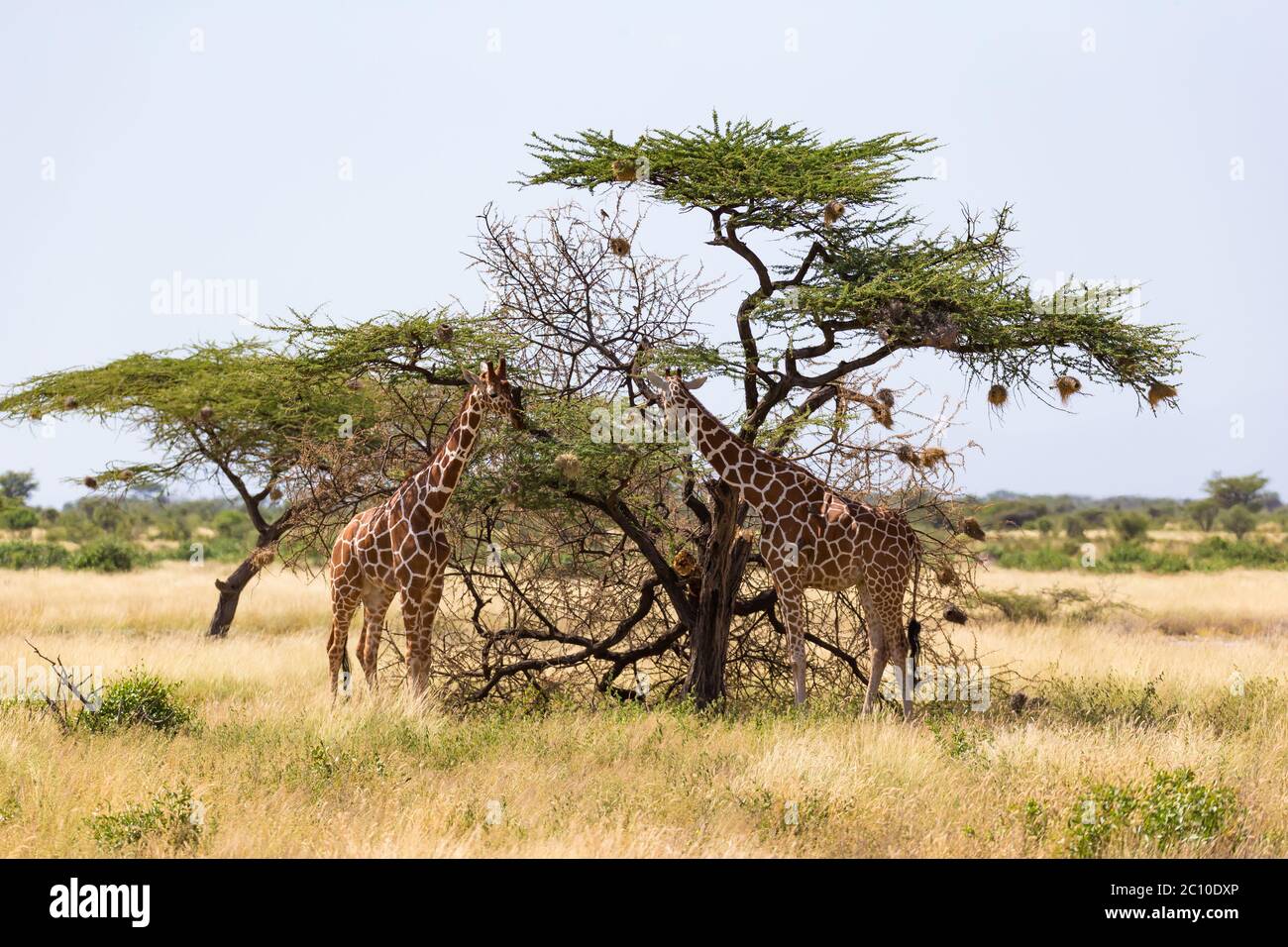 The giraffe group eats the leaves of the acacia trees Stock Photo