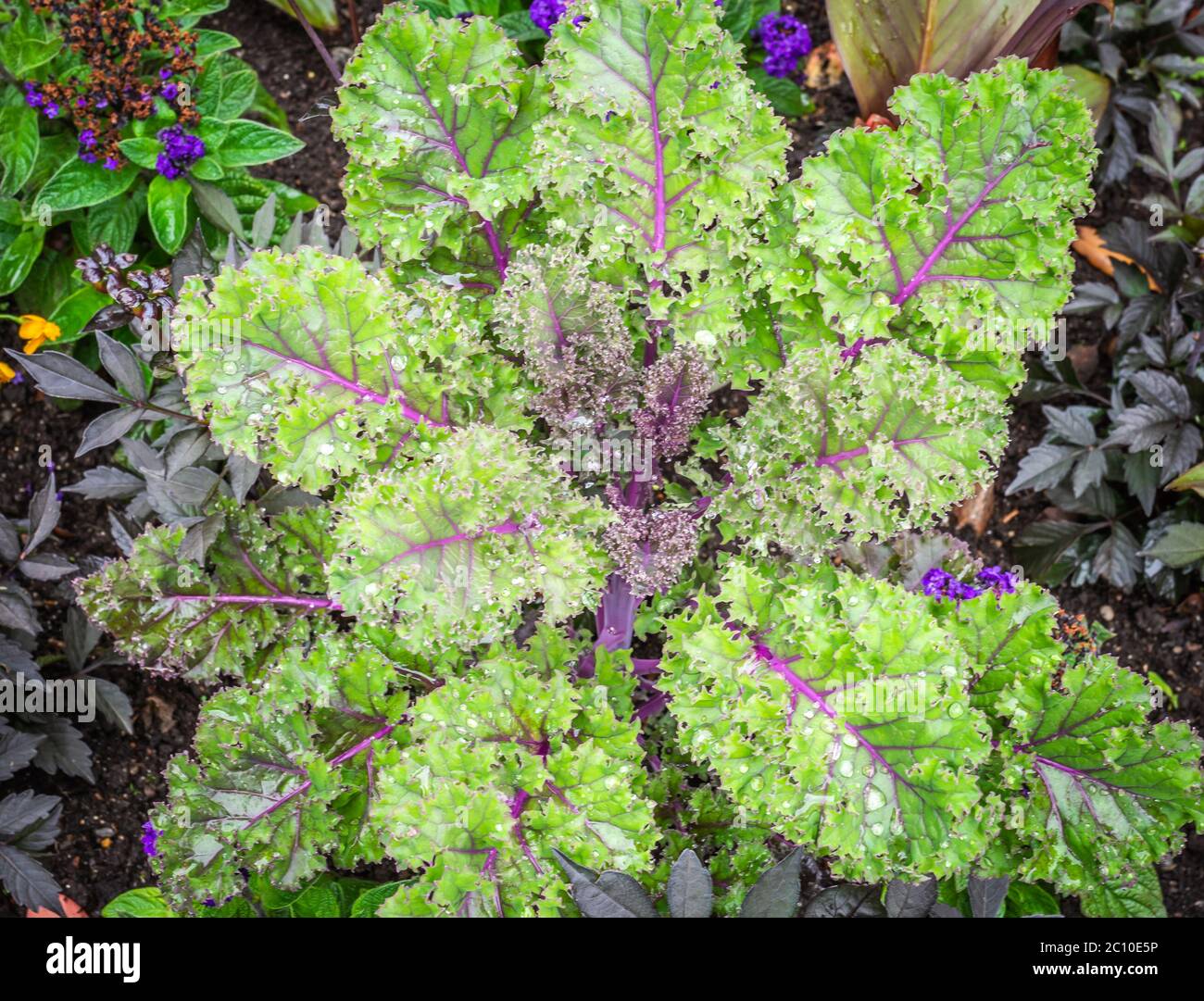 Brassica oleracea 'acephala' Ornamentale cabbage plant in the Garden, South Tyrol, Italy Stock Photo