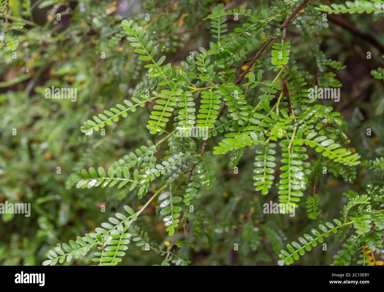 Osteomeles schwerinae leaves. Osteomeles schwerinae is an evergreen