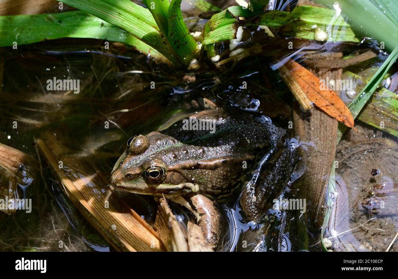 Sea frogs deals