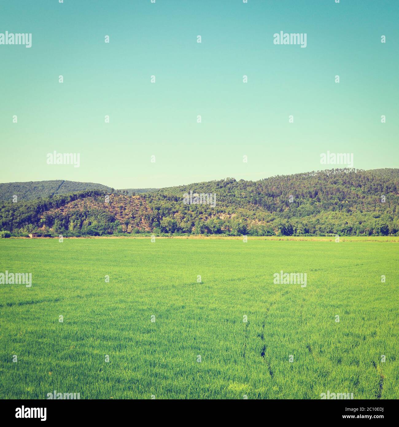 Lush green rice field forest hi-res stock photography and images - Alamy