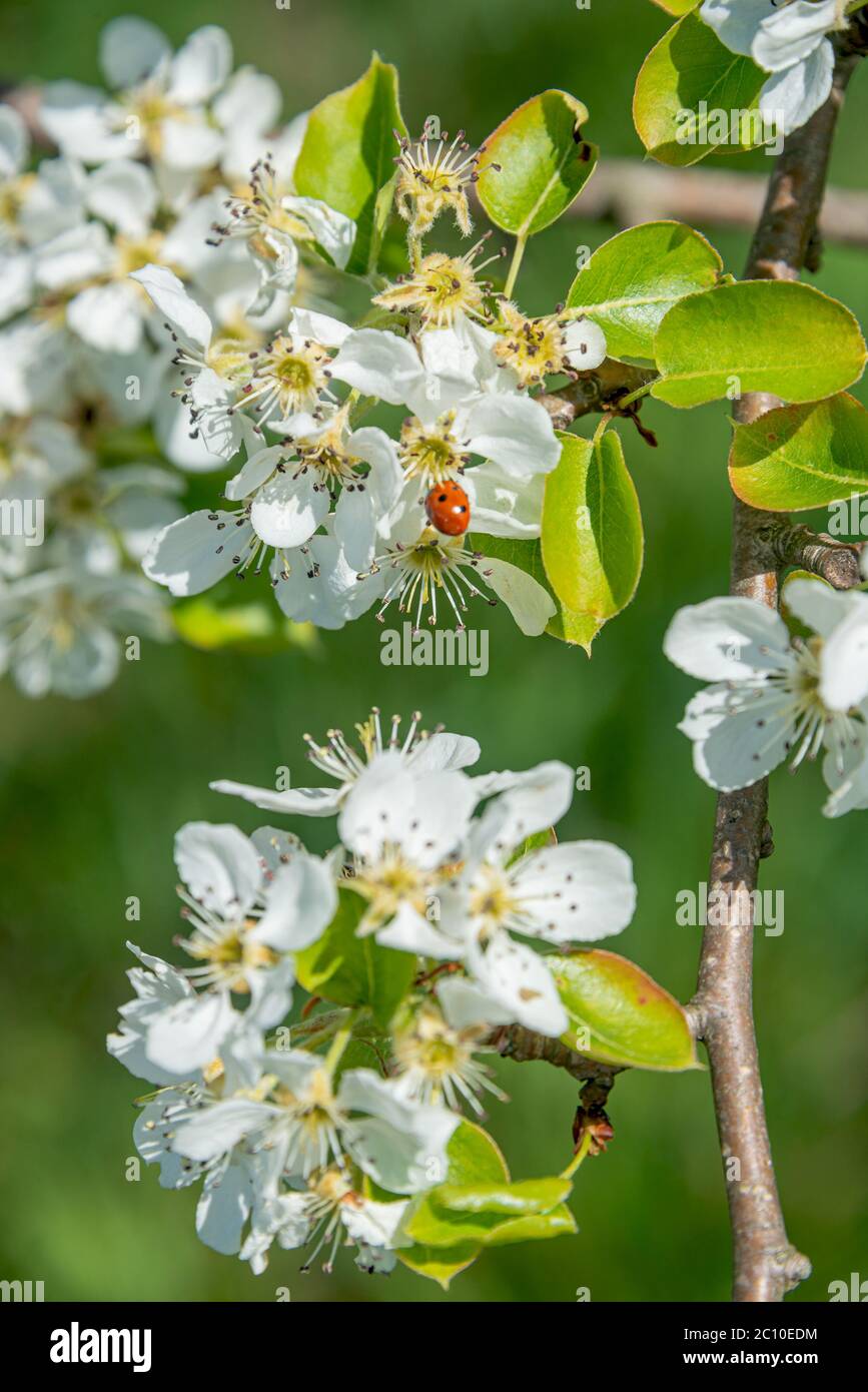 White flowers blossom of bearberry Cotoneaster (Cotoneaster dammeri) creeping shrub at early Spring, Germany Stock Photo