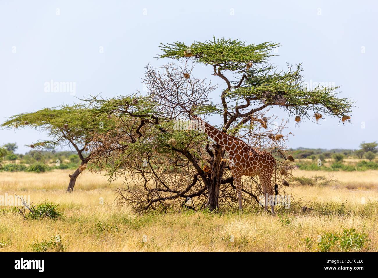 The Somalia giraffes eat the leaves of acacia trees Stock Photo