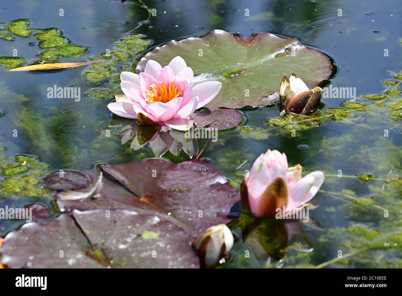 Vienna, Austria. Floridsdorfer water park in Vienna. White water lily (Nymphaea alba). Stock Photo