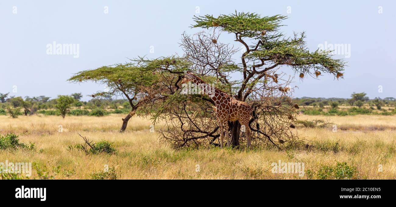 The Somalia giraffes eat the leaves of acacia trees Stock Photo