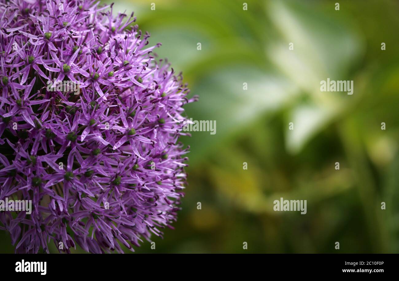 Purple Allium flowerhead in bloom Stock Photo