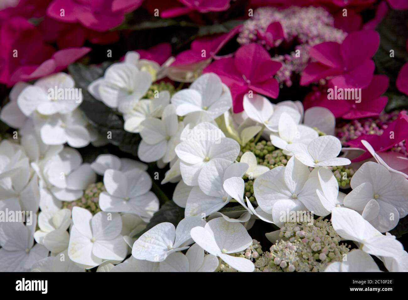 White flower hydrangea background close up Stock Photo - Alamy
