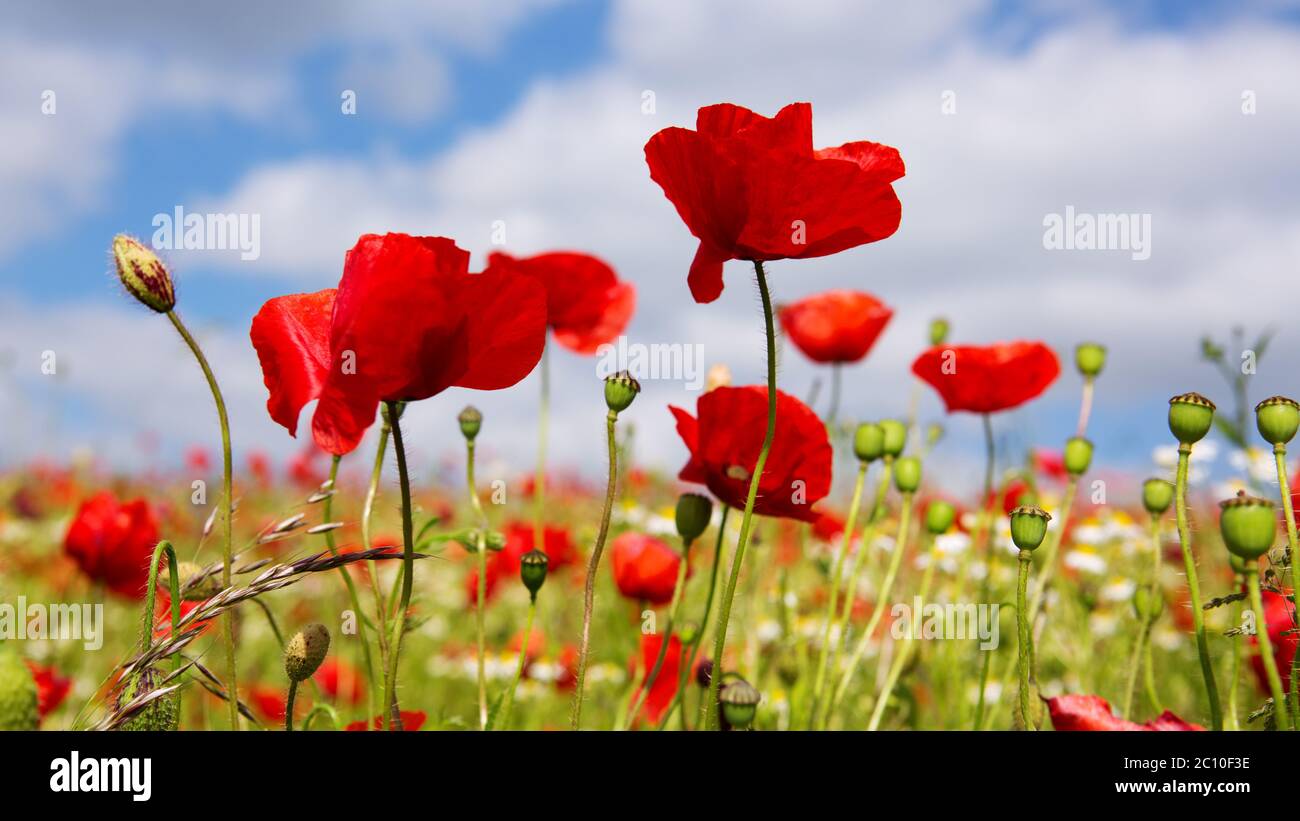 Poppies on blue sky background Stock Photo - Alamy