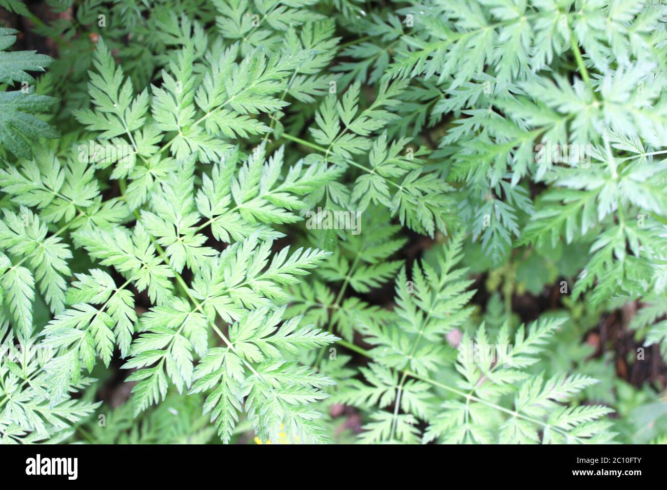 Young ferns leaves hi-res stock photography and images - Alamy