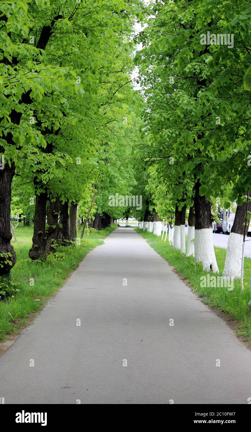 avenue of lime trees Stock Photo Alamy
