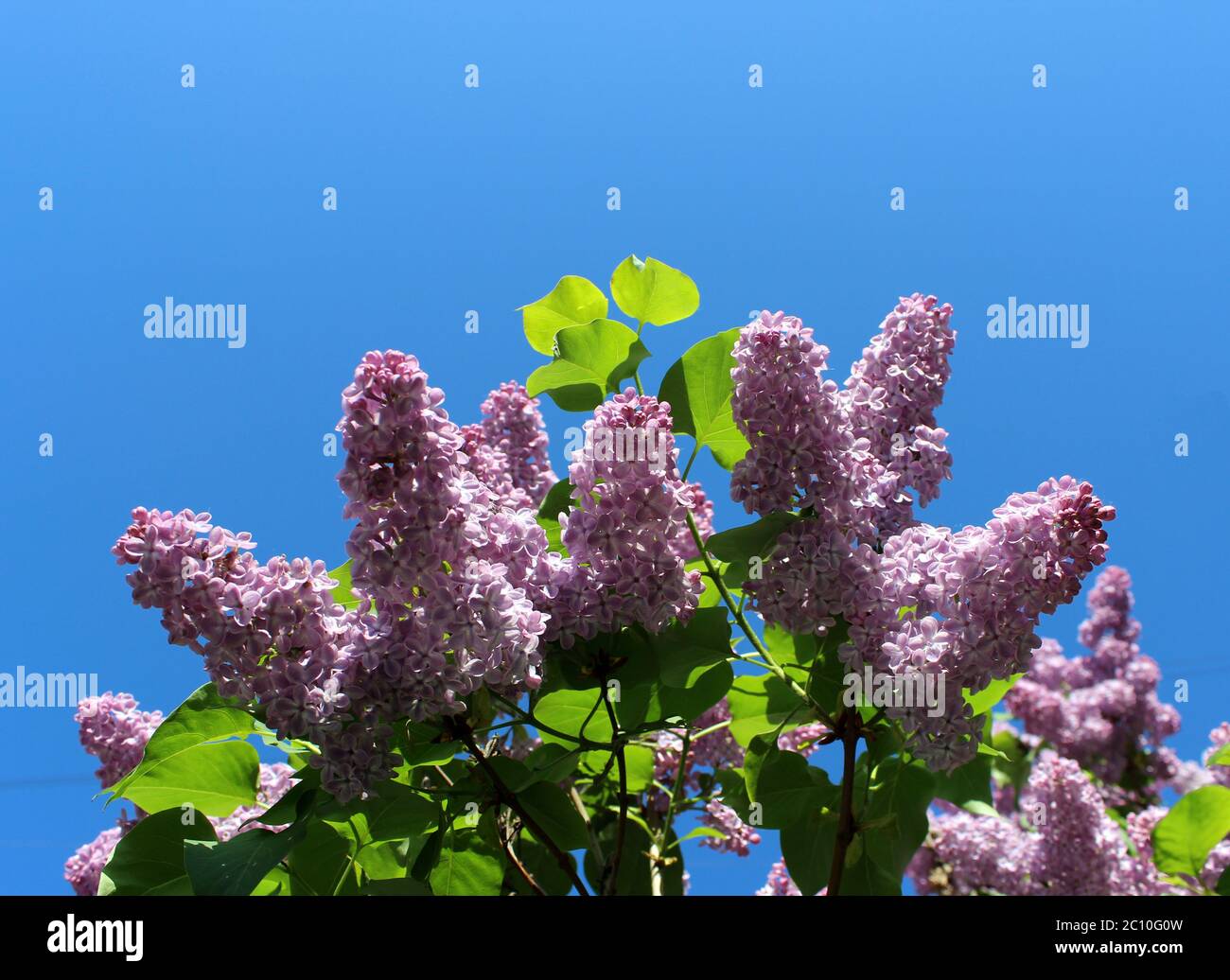 Spring flowering shrubs white and purple Syringa Stock Photo - Alamy