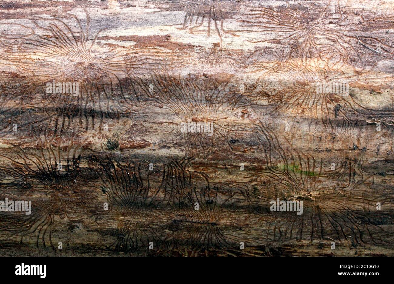Traces of beetles under the bark on a spruce tree Stock Photo