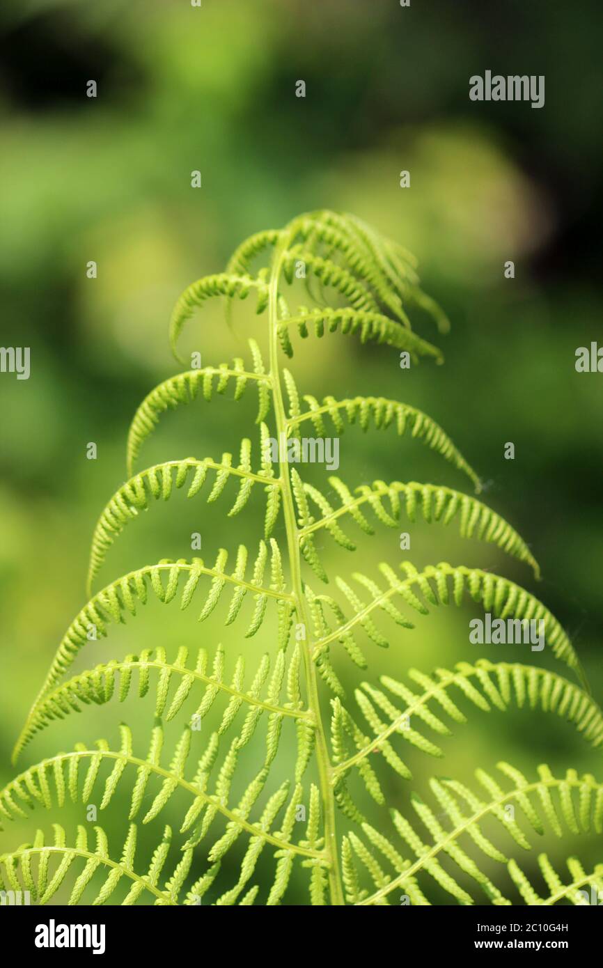 Young fern leaves hi-res stock photography and images - Alamy