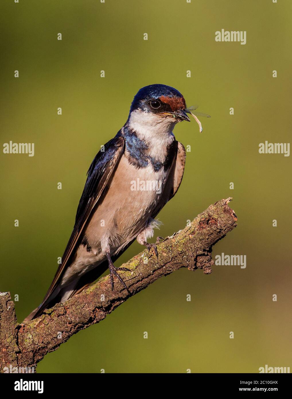 bird with food, insect Stock Photo Alamy