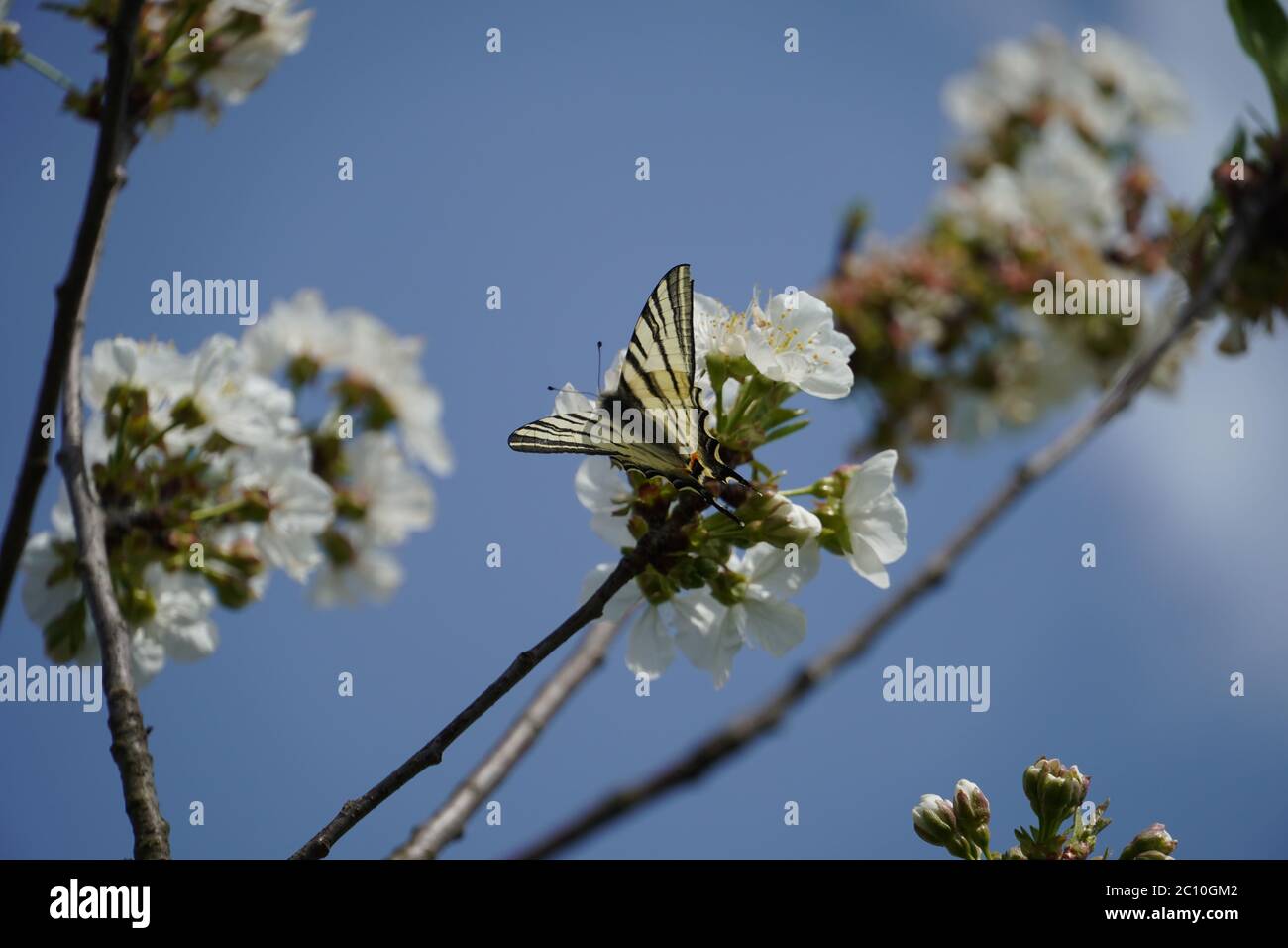 Old World swallowtail on cherry tree Stock Photo