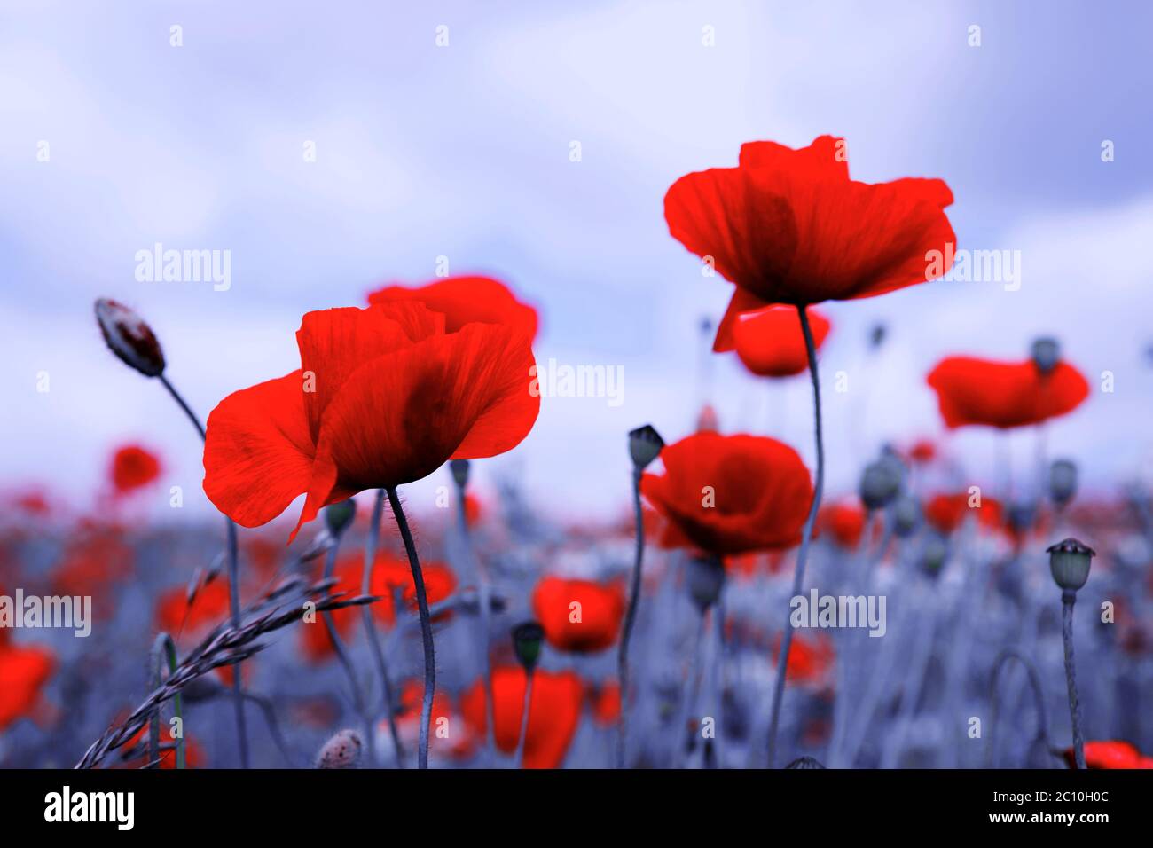 Poppies on blue sky background Stock Photo - Alamy
