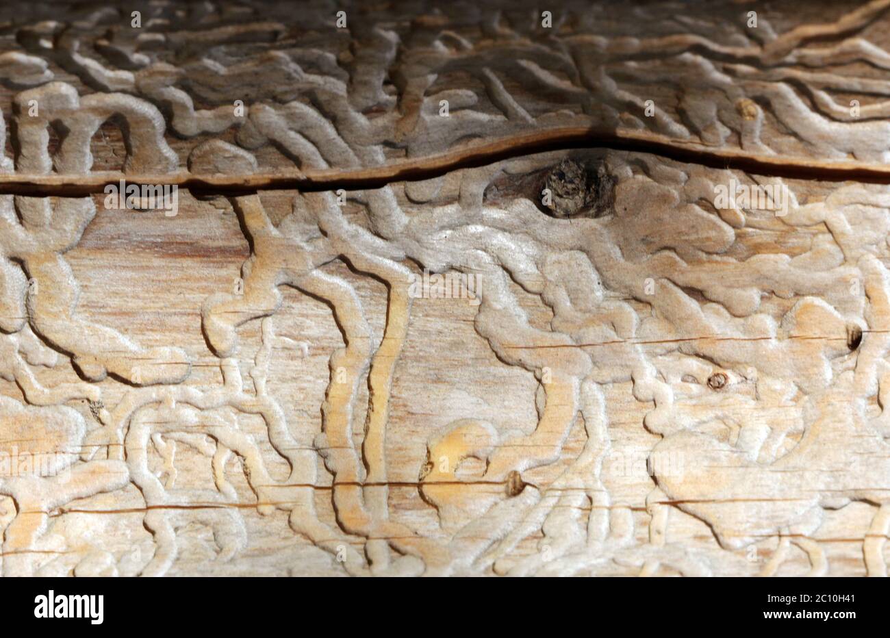 Traces of beetles under the bark on a spruce tree Stock Photo