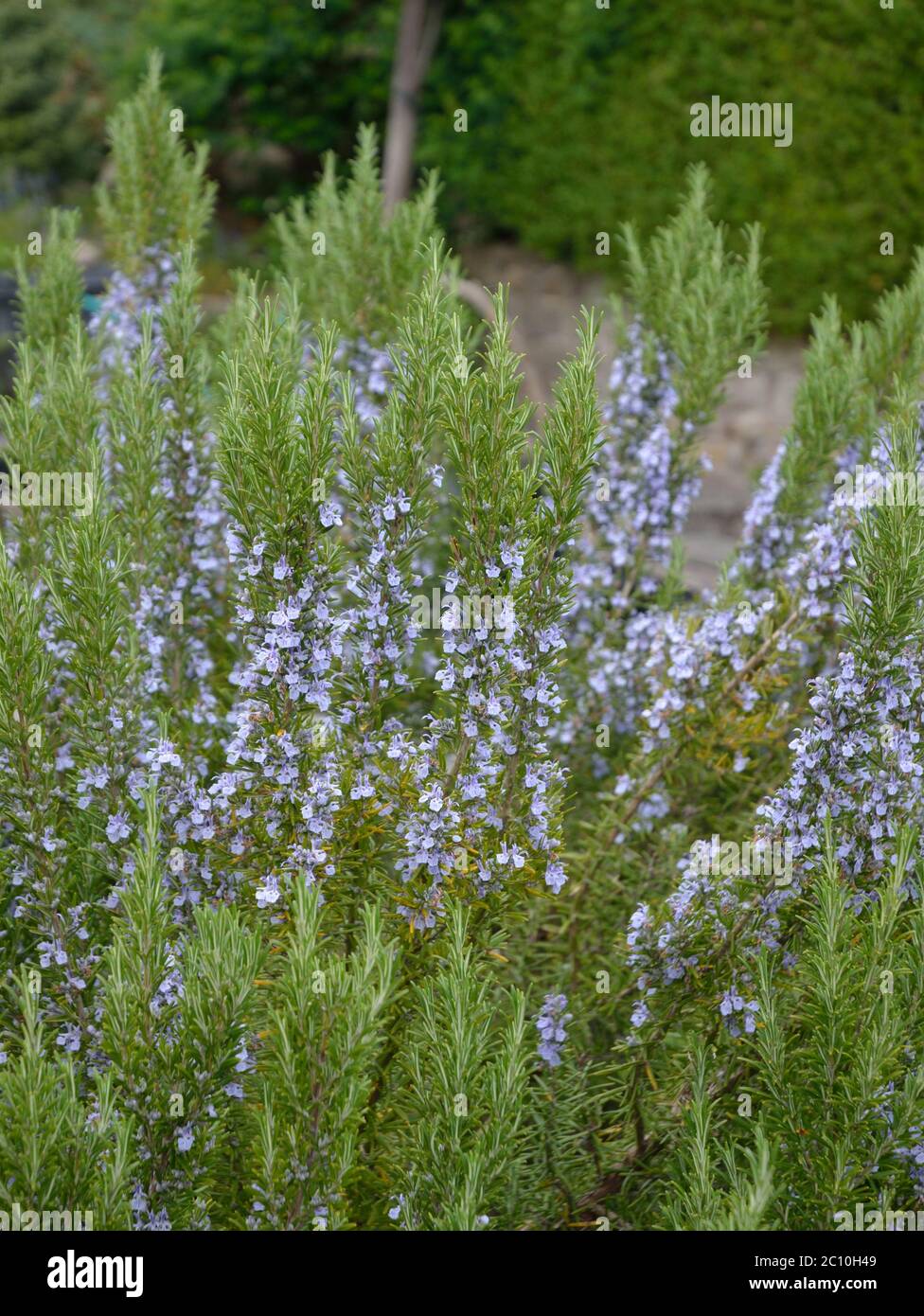 herb Rosemary, Rosmarinus officinalis. mint family Stock Photo Alamy