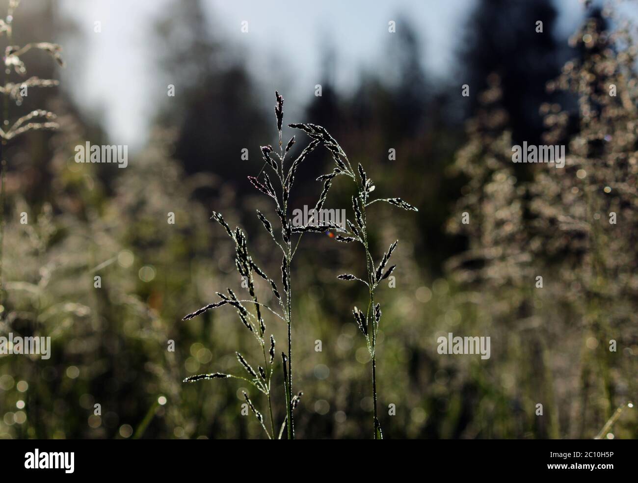 Festuca pratensis, dry grass to summer Stock Photo