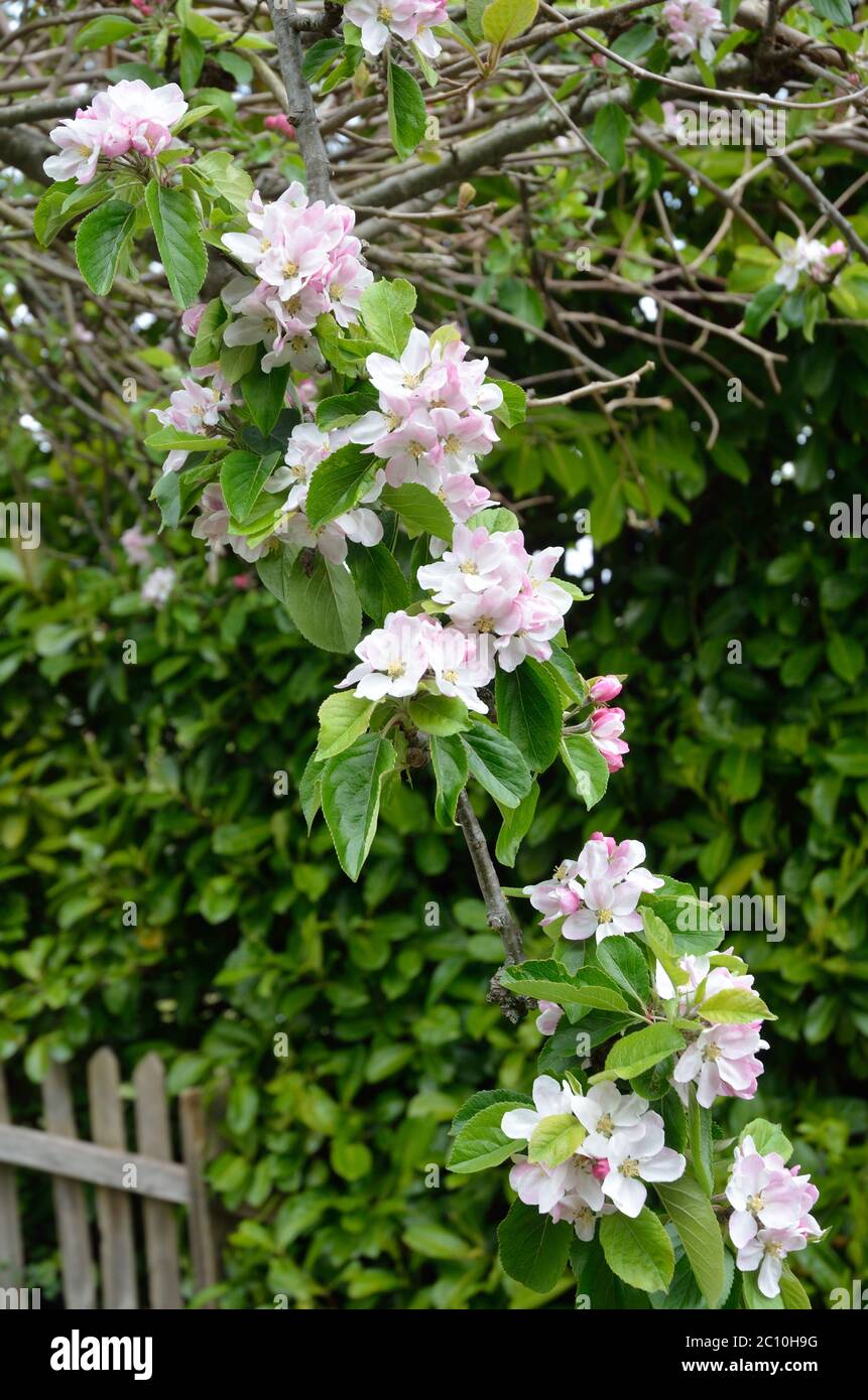 Apple Blossom, Eating apples, England, UK, April Stock Photo Alamy