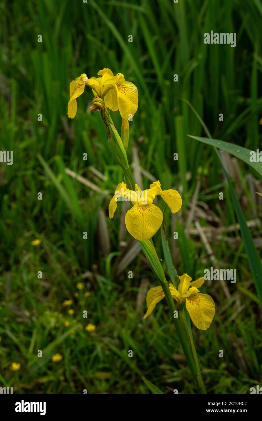 flowering of Iris pseudacorus in Montenero peat bog. Montenero Valcocchiara, Molise region, Italy, Erurope Stock Photo