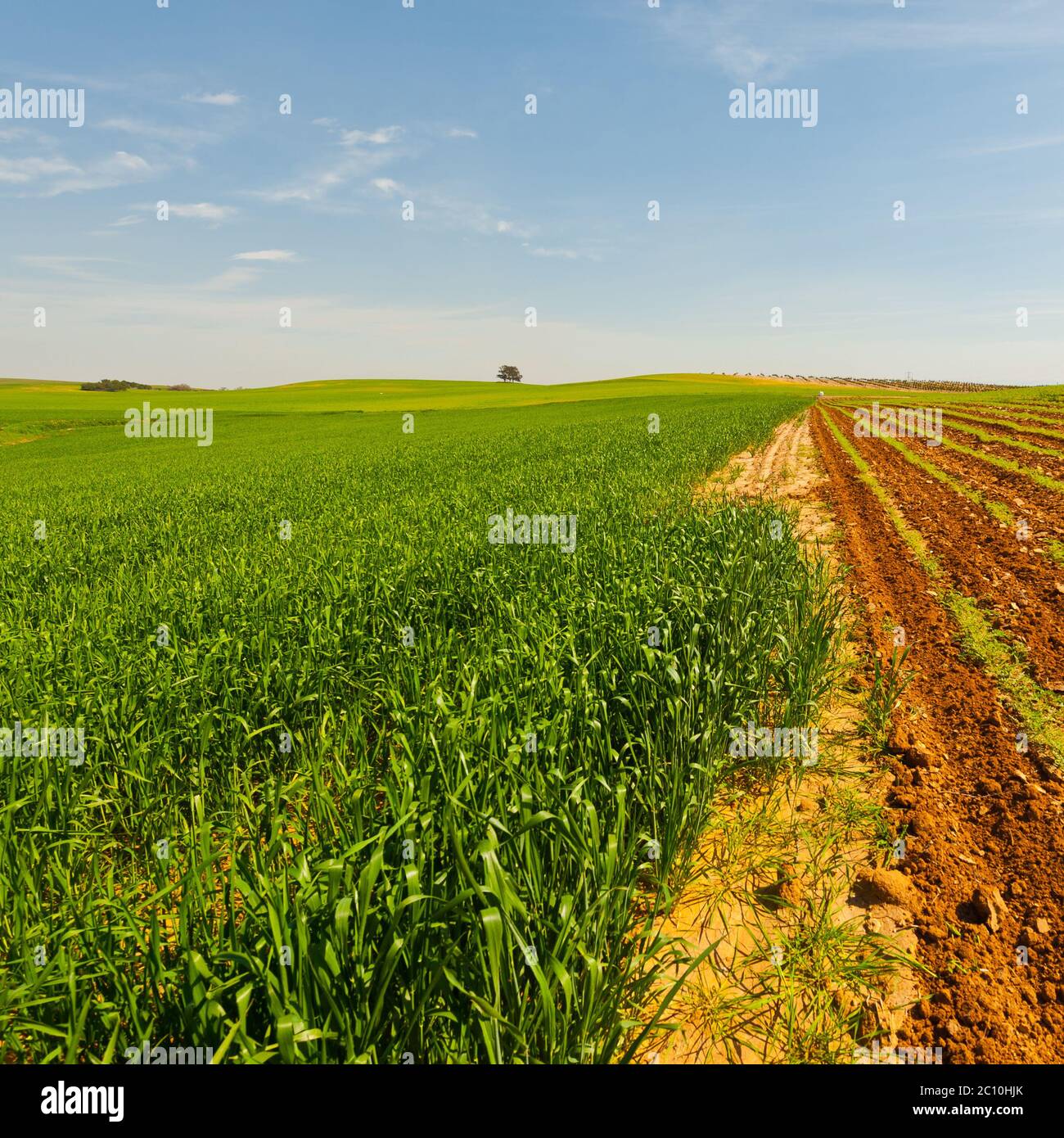 Field in Israel Stock Photo - Alamy