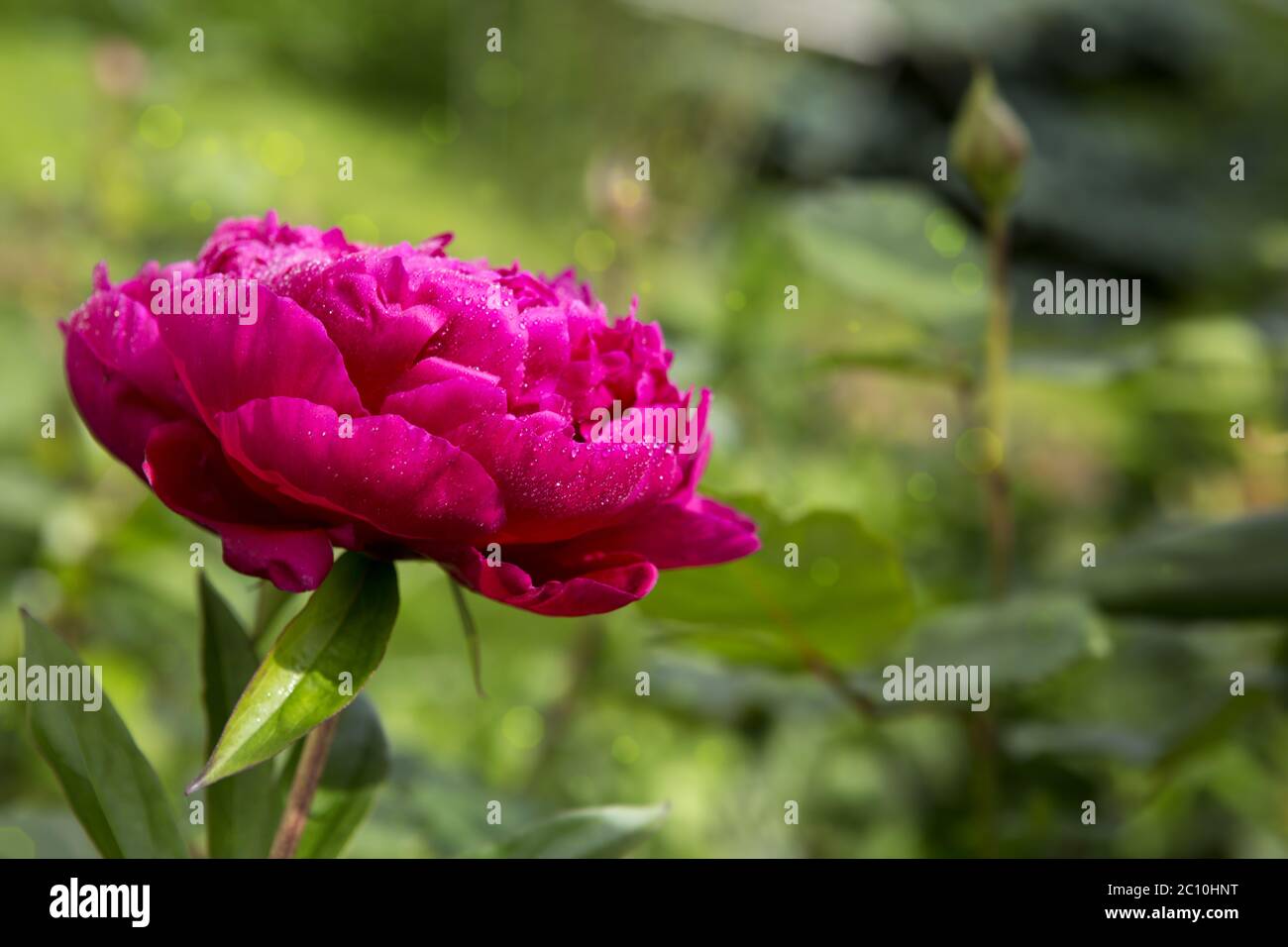 Pink Peony on green background Stock Photo - Alamy