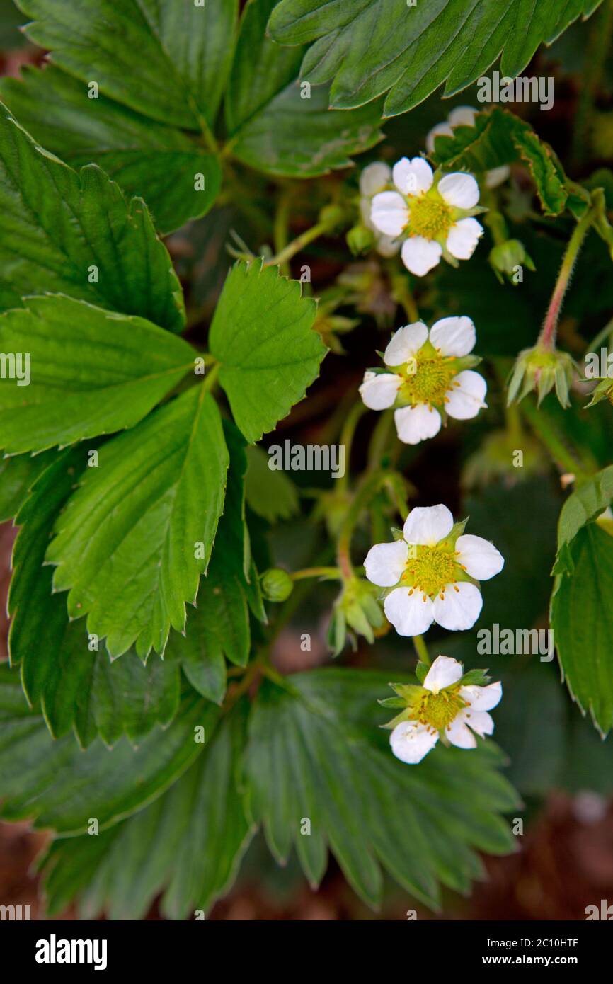 Blooming strawberries in the garden Stock Photo - Alamy