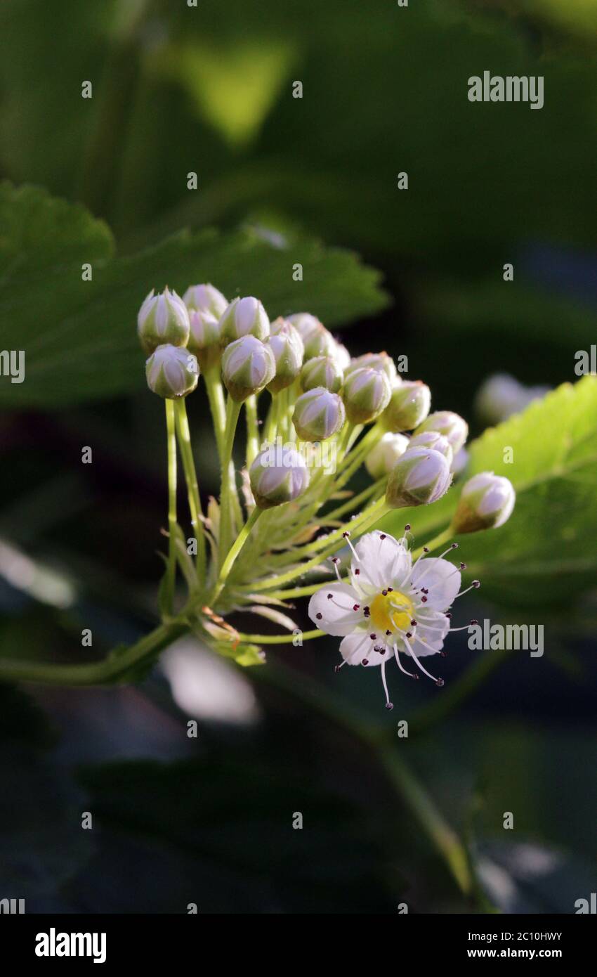 White flowers shrub physocarpus Stock Photo