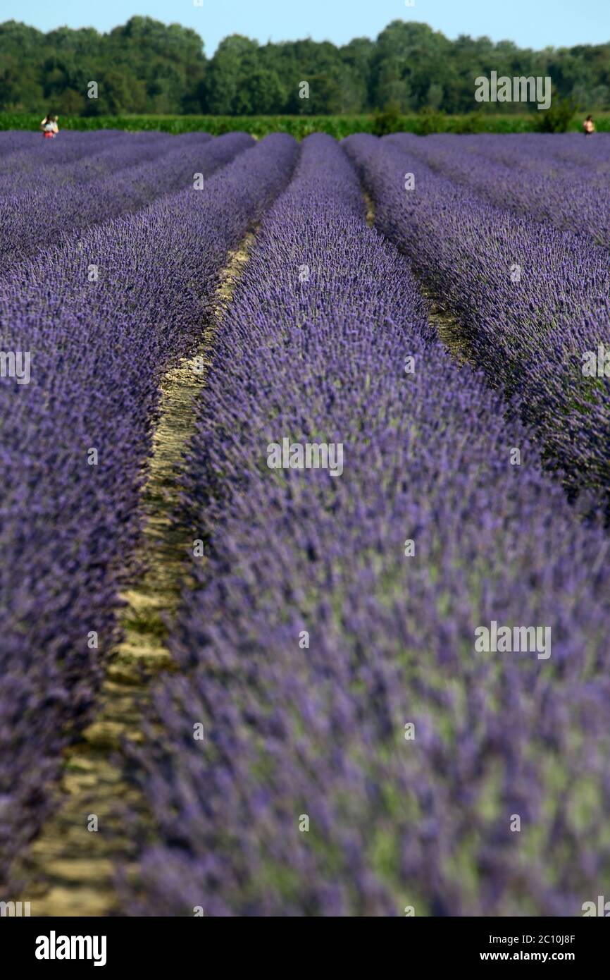 The Lavender Of The Delta In Porto Tolle Has Reached Its First Flowering Anticipated Since It Was Expected For 2021 Three Hectares Of Land Cultivate Stock Photo Alamy