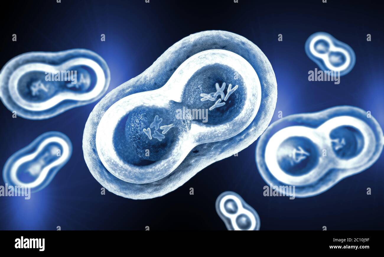 Transparent cells with splitting nucleus, cell membrane and visible chromosomes Stock Photo