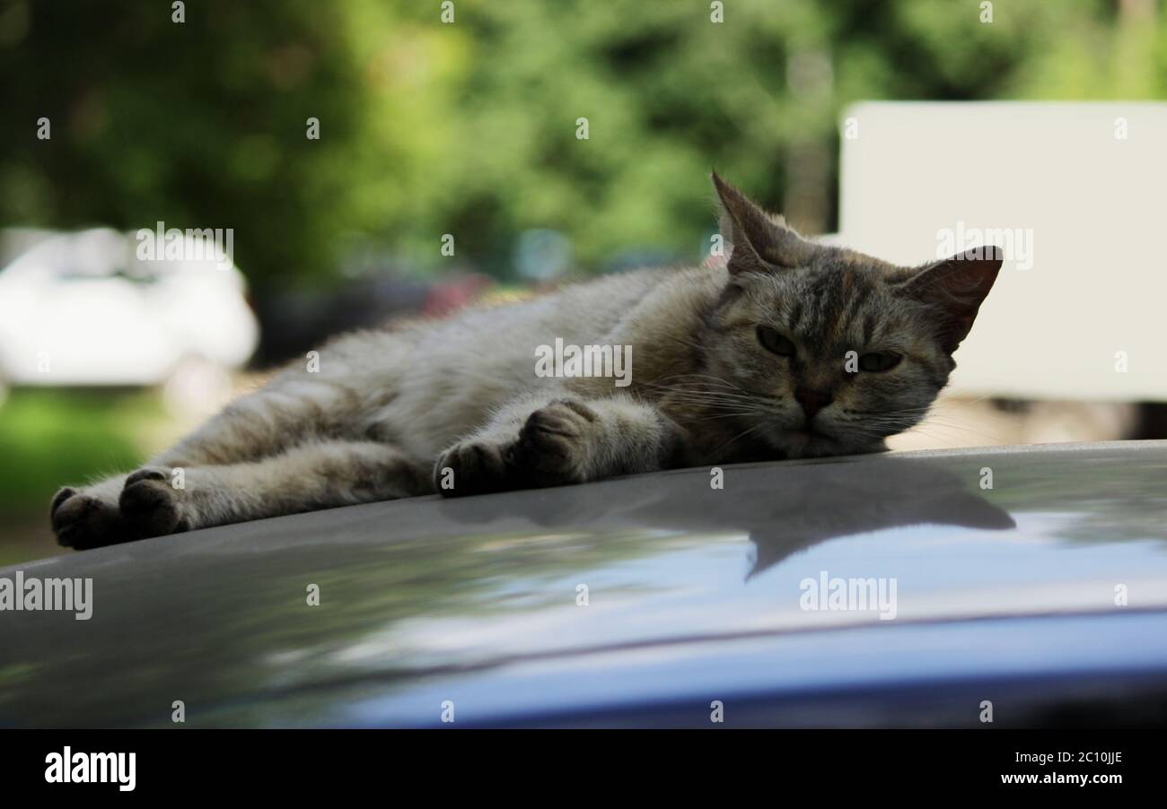 gray stray cat lying in the shade on the roof of the car Stock Photo