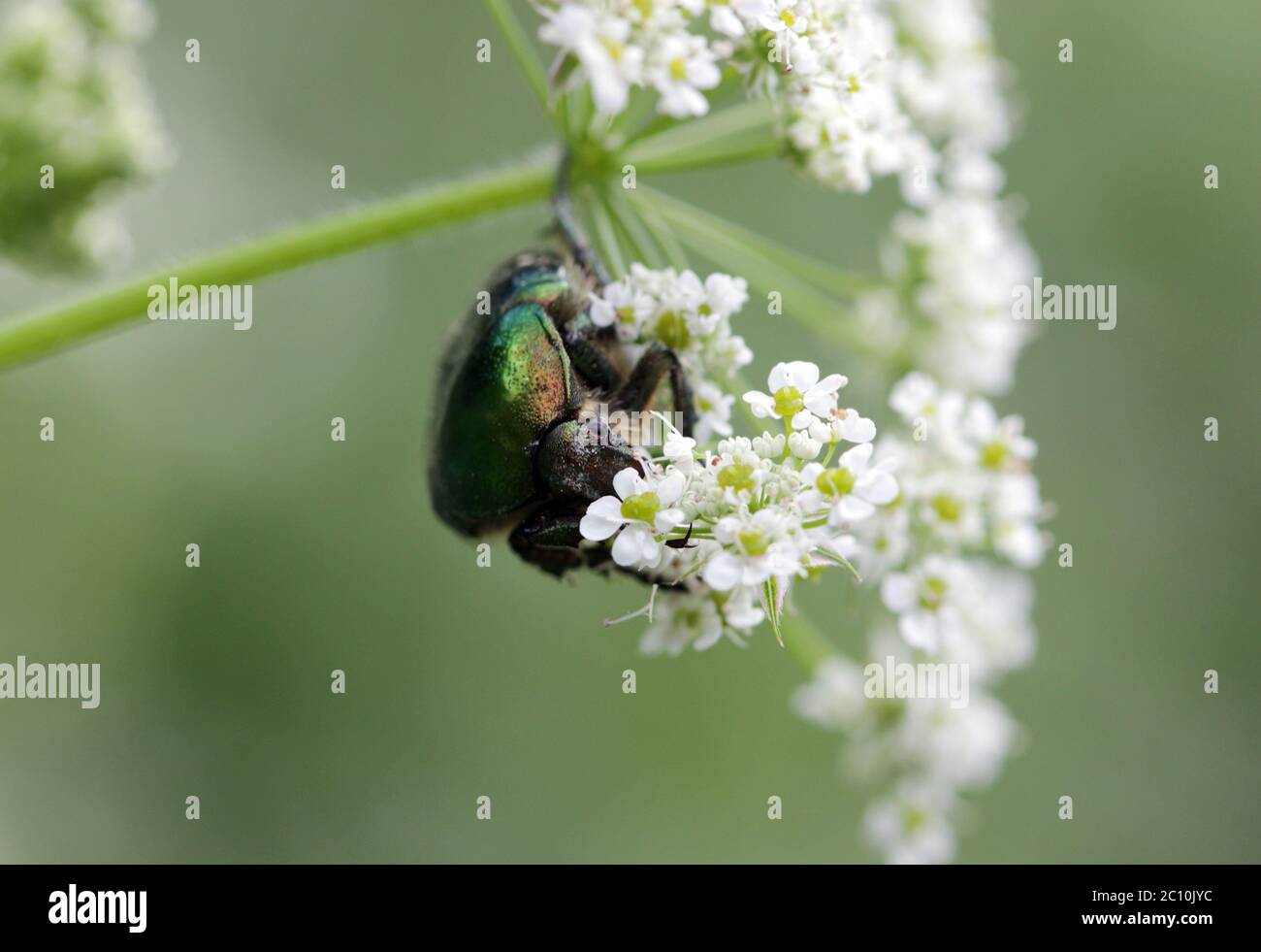 Green beetle. Rose chafer cetonia aurata on flower Stock Photo