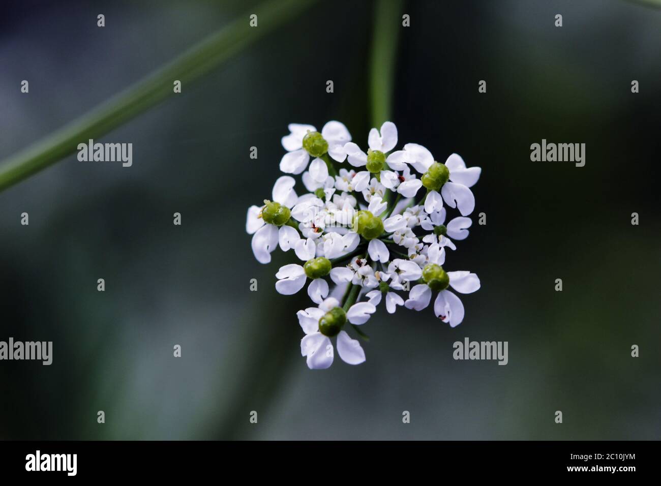 Inflorescence of a herb Hemlock or Poison  Conium maculatum Stock Photo