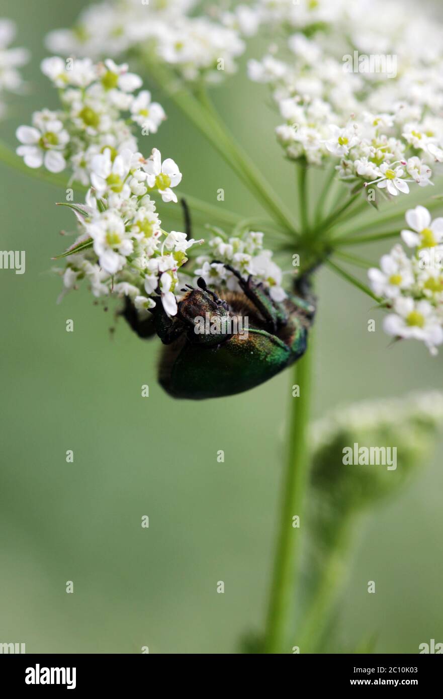 Green beetle. Rose chafer cetonia aurata on flower Stock Photo