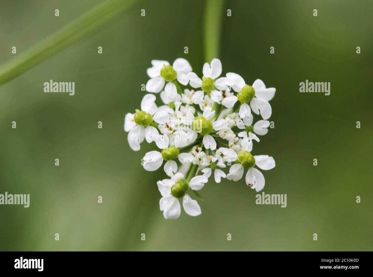 Inflorescence of a herb Hemlock or Poison  Conium maculatum Stock Photo